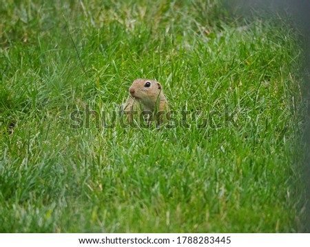 European Ground Squirrel in the Gras