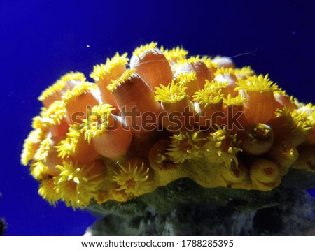 Beautiful coral in an aquarium