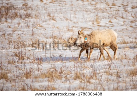 Mountain sheep ewe with young one, in winter snow, she's got a collar, near Gibson Dam, Montana