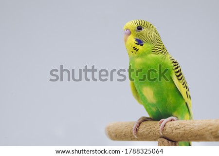 young Green Yellow budgie bird in front of white background  Royalty-Free Stock Photo #1788325064