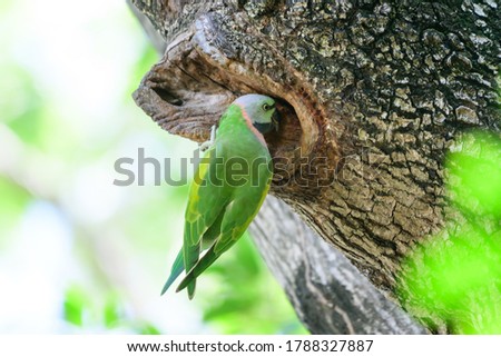 Green parrot Using gouging the bark to find food on a large tree