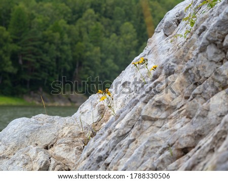 dandelions on a gray rock