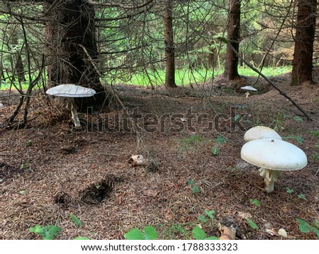 Agaricus arvensis, commonly known as the horse mushroom, is a mushroom of the genus Agaricus.