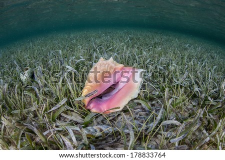 A Queen conch (Strombus gigas) is found in a shallow seagrass meadow on Turneffe Atoll in Belize. This gastropod, sought after for its meat, is a candidate to become an endangered species.