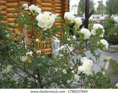 beautiful blooming roses with white petals