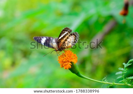 Black and white butterfly with marigold flowers.