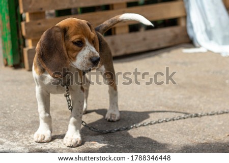 beagle breed bitch puppy tied up with a chain