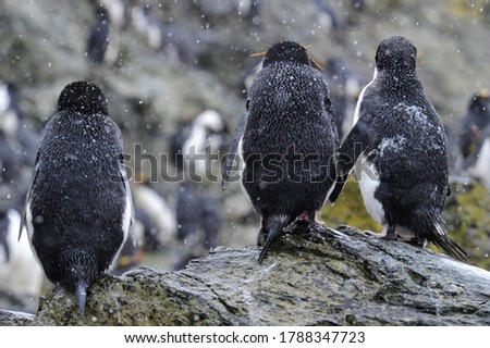 Macaroni Penguins, one of six species of crested penguin 