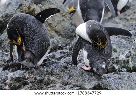 Macaroni Penguins, one of six species of crested penguin 