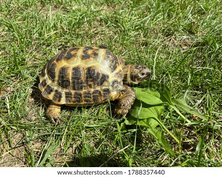 land turtle basking in the sun and eating grass