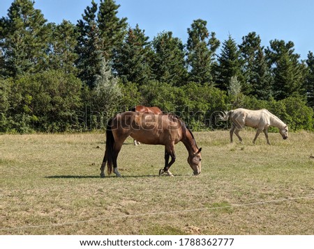 Horses grazing in grassy area