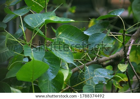 leafs of peepal trees. fresh natural images. it is an close up images after falling rain and water drops fall down on leafs.
