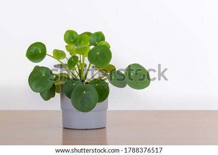 Small Pilea Peperomioides house plant in a gray pot in front of a white wall, Chinese money plant, copyspace Royalty-Free Stock Photo #1788376517
