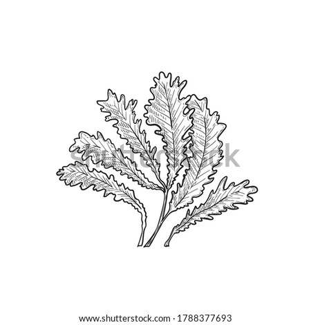 Hand drawn sketch style seaweed. Deep underwater or reef seaweed. Retro vintage illustration of ocean or sea plant. Vector drawing isolated on white background.