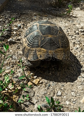 a turtle sleeping on the side of the road
