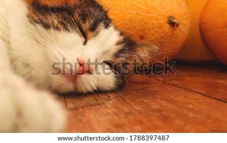  Turkish van relaxing sleeping domestic halloween cat close up lying down on floor                              
