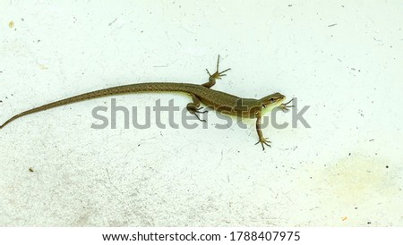 Reptiles, lizard looks into the lens on a white isolate. Background picture.