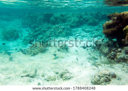 A photo of the wonderful sea life in New Caledonia