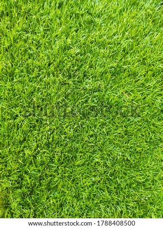 Bright green grass texture background. Natural meadow wallpaper. Nature evergreen land backdrop