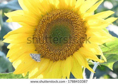 very nice sunflower in the sunshine