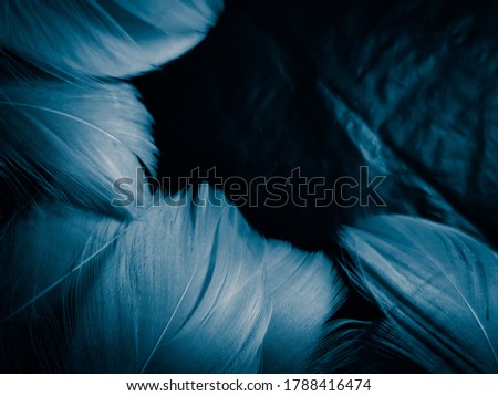 Beautiful abstract colorful white and blue feathers on dark background and soft white feather texture on blue pattern and blue background, feather background, blue banners