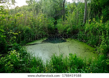 Overgrown water in the swamp. Swamp in the forest. Green forest lake overgrown with duckweed. Beautiful summer landscape of swamp. Royalty-Free Stock Photo #1788419588