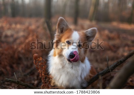 A happy Corgi dog standing in the woods and licking its tongue