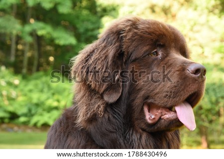 Beautiful profile of a large brown Newfoundland dog. Royalty-Free Stock Photo #1788430496