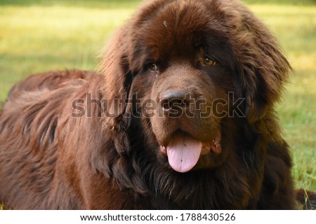 Sleeping and resting brown Newfoundland dog on the grass. Royalty-Free Stock Photo #1788430526