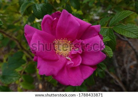 Close up Rosa rugosa(Beach rose) is a species of rose native to eastern Asia.