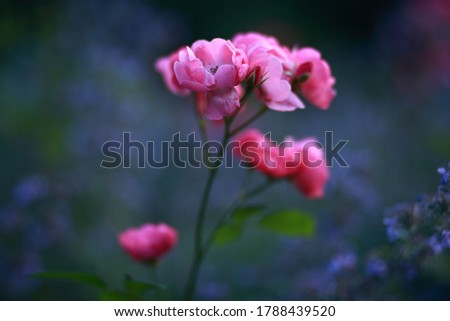 Gallic rose flowers in bloom, close-up, blurred background.