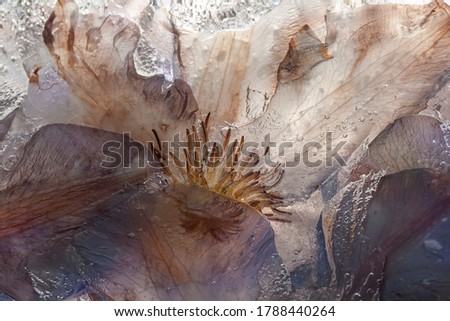   Clematic flowers in ice. Colored ice. Macro. Frozen beautiful flower.   Royalty-Free Stock Photo #1788440264