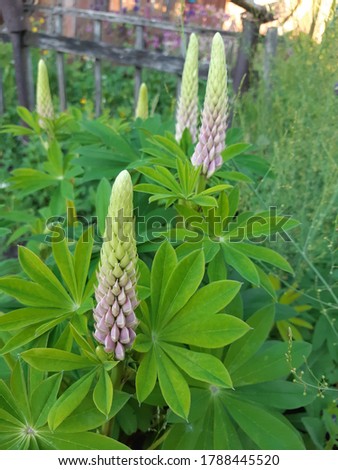 Delicate pink lupine buds, original, spectacular foliage.