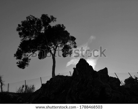 Black and white picture of pine tree at sunset on rocks skyline with a small white cloud in the back. 