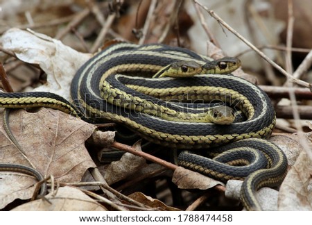 A pile of Eastern Garter Snakes (Thamnophis sirtalis sirtalis) in the leaf litter.  Shot in Waterloo, Ontario, Canada. Royalty-Free Stock Photo #1788474458