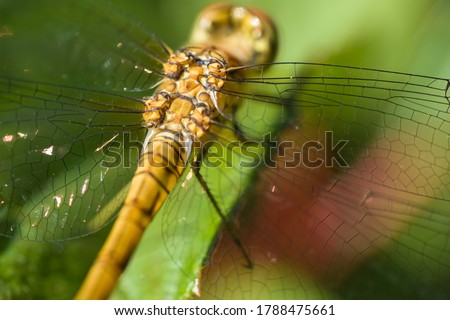Beautiful macro picture of a detail with back and wing onset of a Orthetrum cancellatum or Black-tailed skimmer dragonfly or perched on a leaf. Dragonfly in nature habitat