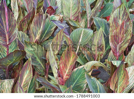 Multicoloured leafs of a maranta plant