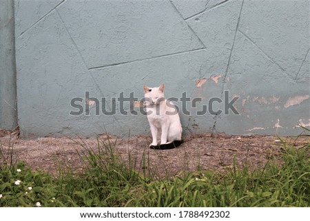 white cat sitting on the street