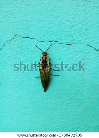 Insect Semiotus imperialis, Santander Colombia Royalty-Free Stock Photo #1788492905