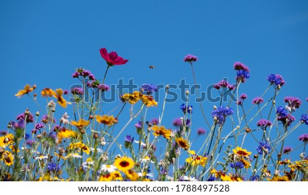 Colourful wild flowers in the sunshine, photographed in mid summer outside in park in Windsor, Berkshire UK.