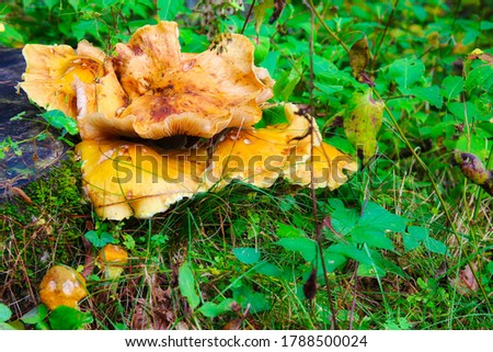 A picture of mushrooms growing in the forest.