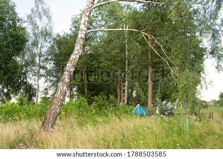 Old cemetery in Belarus. Birch trunk and cross on the grave