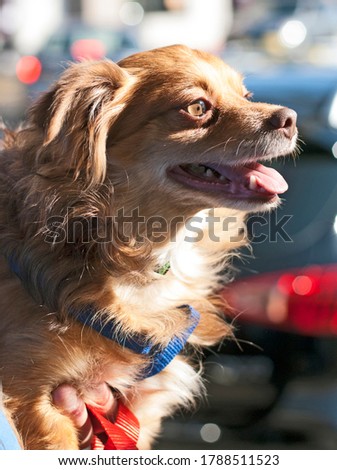 Spaniel mix beautiful eyes portrait red coat with blue harness clear green brown eyes in sun