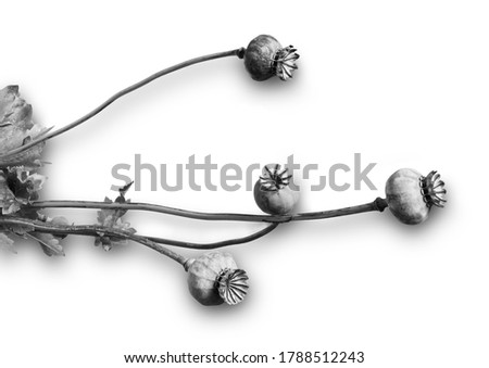 Still life with seed heads of a poppy plant photographed in monochrome against a white background.