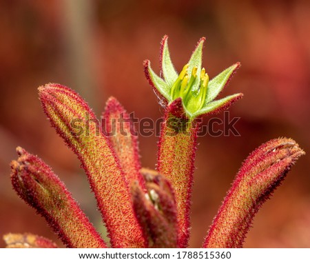 kangaroo's paw blossom red summer