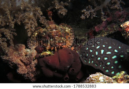 Bearded scorpionfish camouflaged amongst corals Cebu Philippines