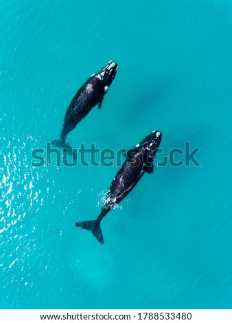 Southern Right Whales in Esperance, Western Australia. Taken near Blue Haven Beach, these types of whales come past the coastline every year and are a tourism gem. Royalty-Free Stock Photo #1788533480
