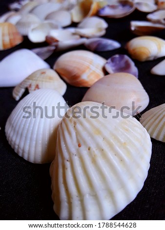 Some shells that were collected on the last visit to the beach, details for the embossed marks on each one and the colored tones that combined form a unique shell in all.