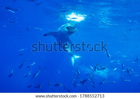 Great White Shark Biting Prey, Guadalupe Island, Carcharodon Carcharias, Pacific Ocean, Sunlight Rays