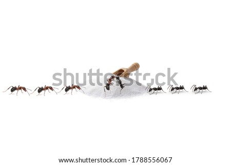 Red ants and Black ants eat a piece of sugar on white background